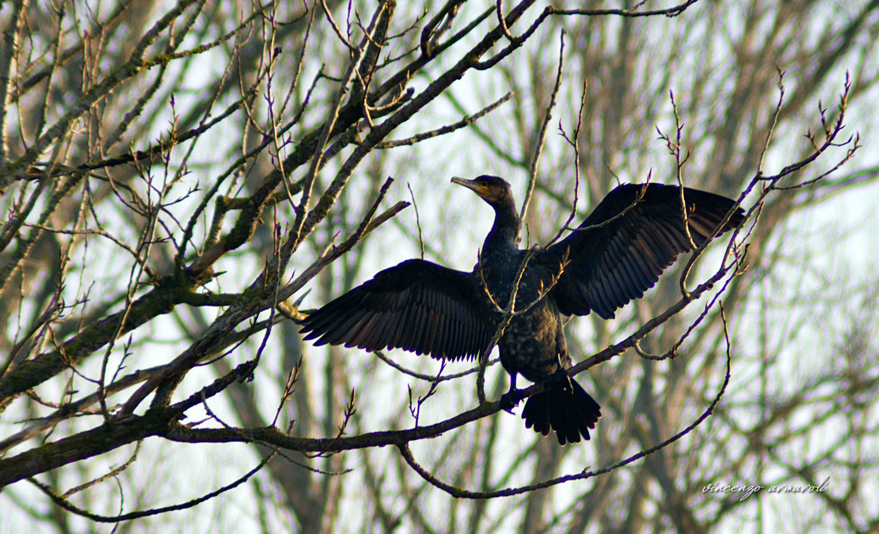 Cormorano