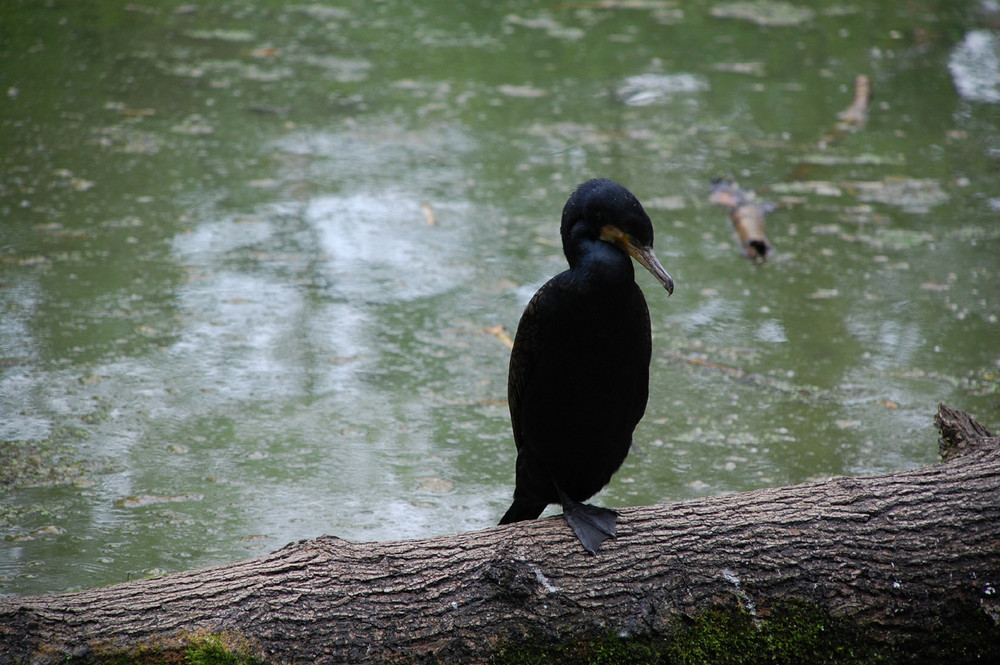 Cormorano