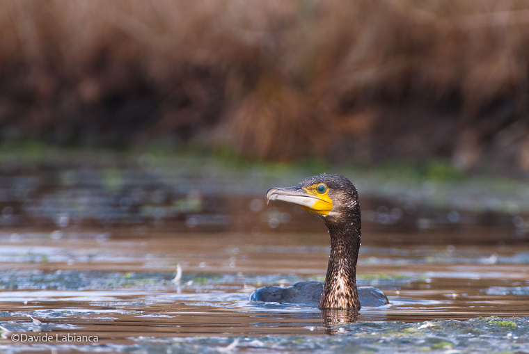 Cormorano