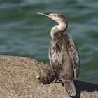 Cormorano in attesa.