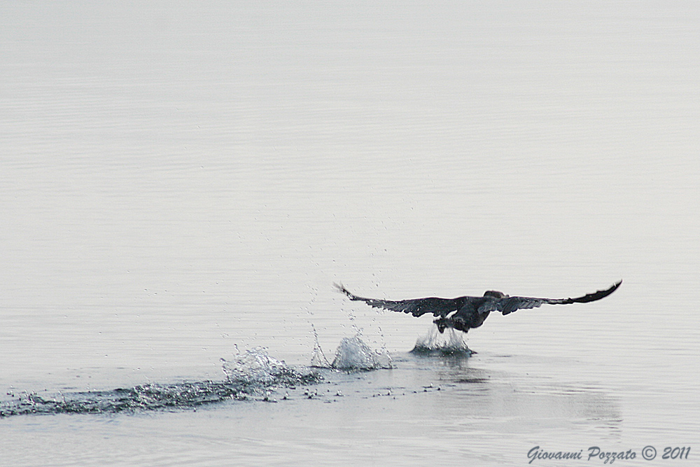 Cormorano in "decollo"