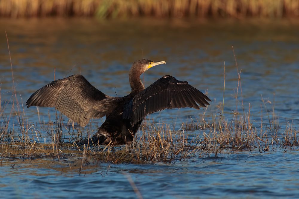 cormorano in partenza