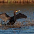 cormorano in partenza