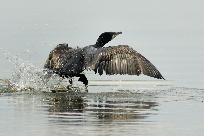 Cormorano in partenza