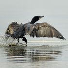 Cormorano in partenza