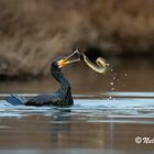 cormorano in predazione a 12800 iso