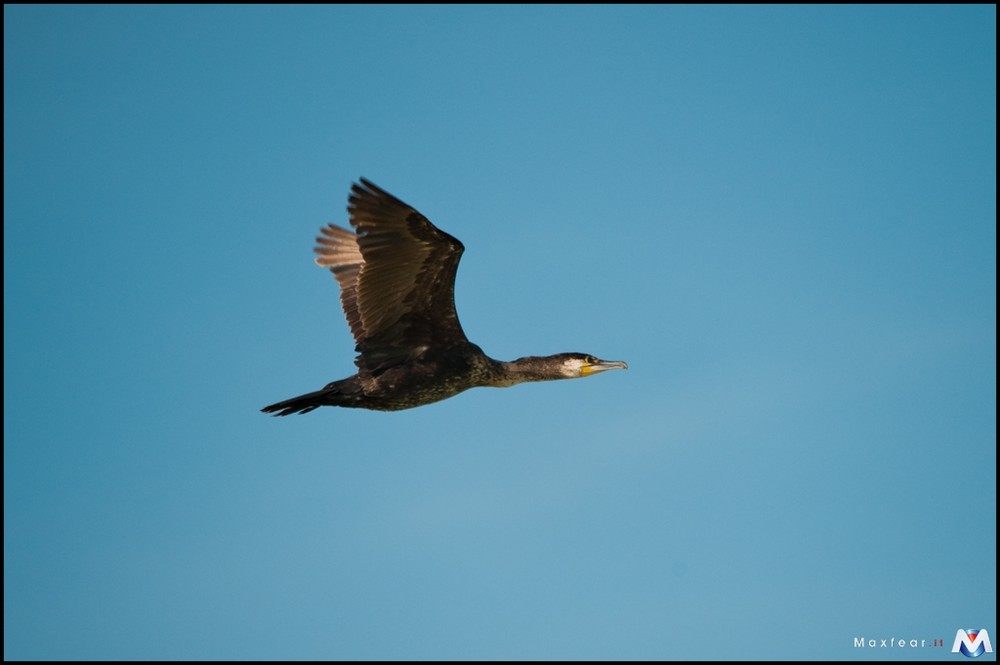 Cormorano in volo