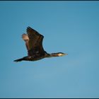 Cormorano in volo