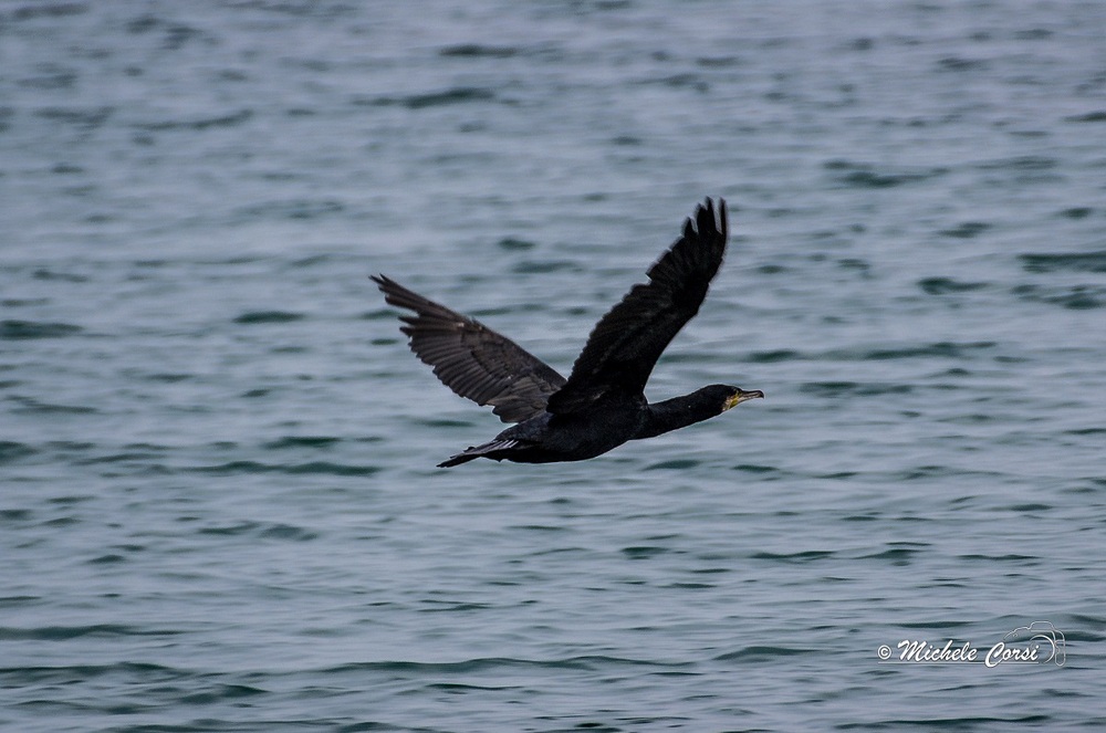 Cormorano in volo