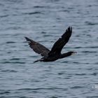 Cormorano in volo