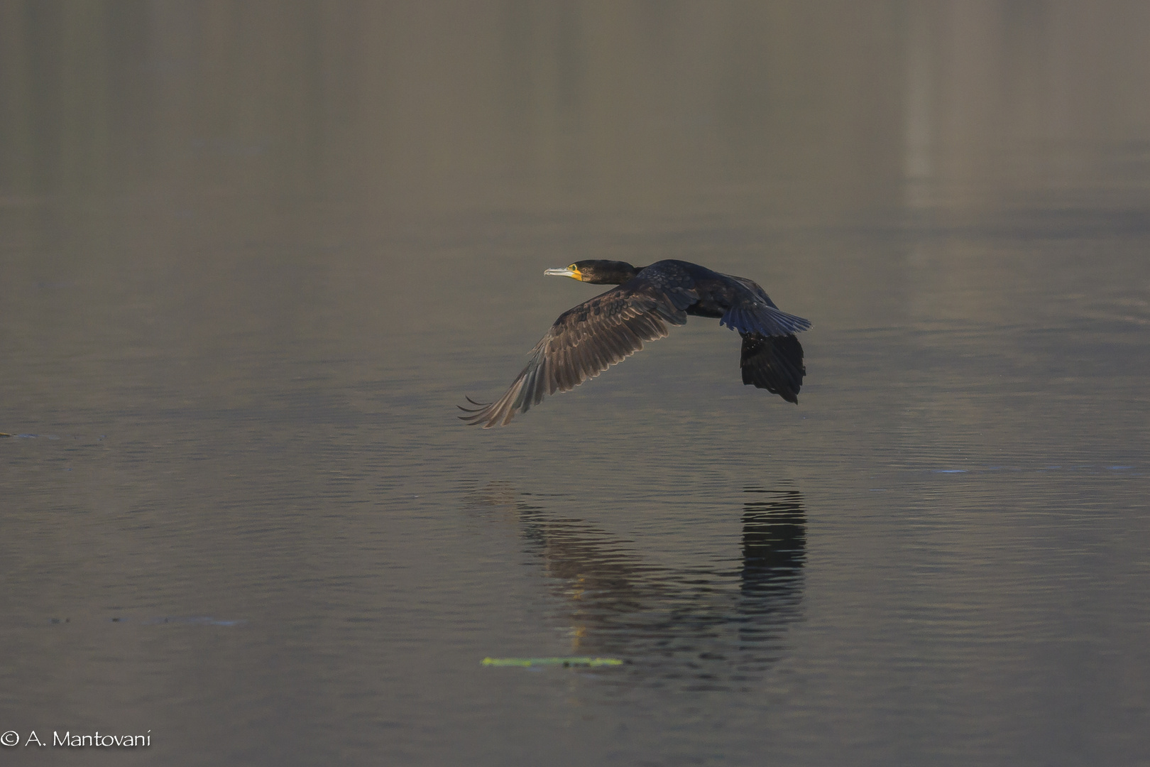 Cormorano in volo...