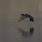 Cormorano in volo...