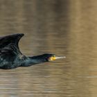 Cormorano in volo alla foce del fiume Centa - Albenga (Sv)