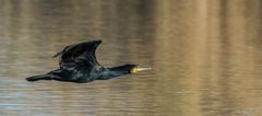 Cormorano in volo alla foce del fiume Centa - Albenga (Sv)