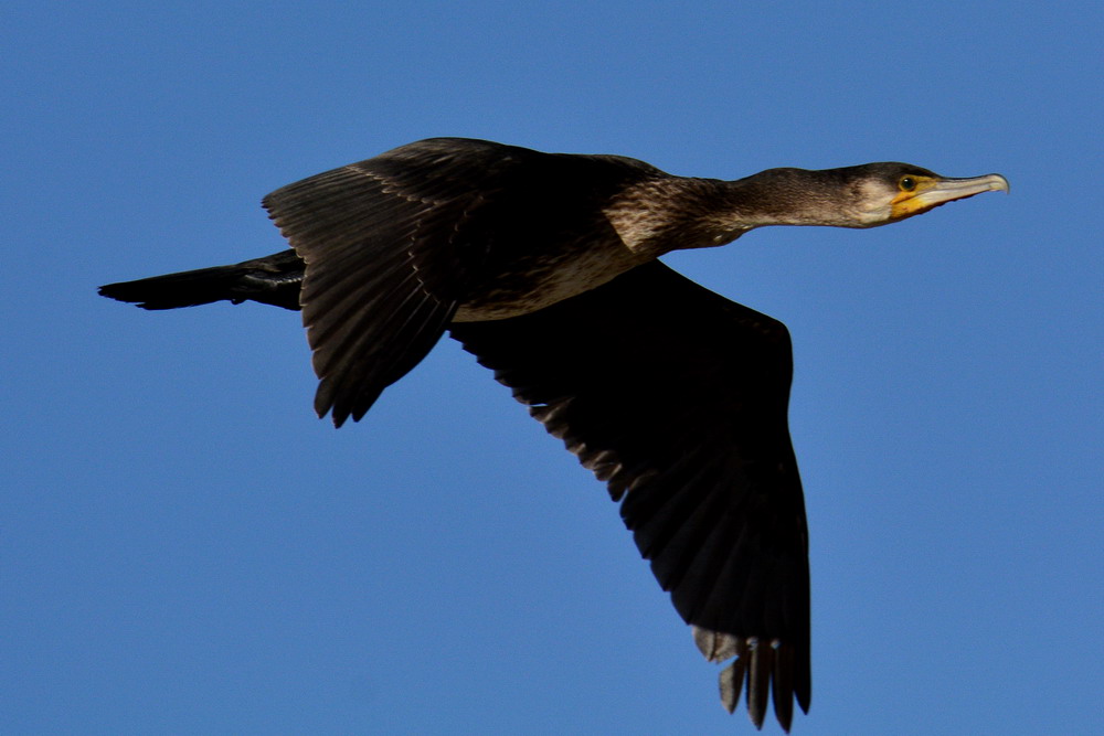 Cormorano in volo