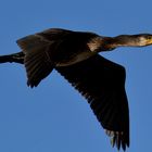 Cormorano in volo