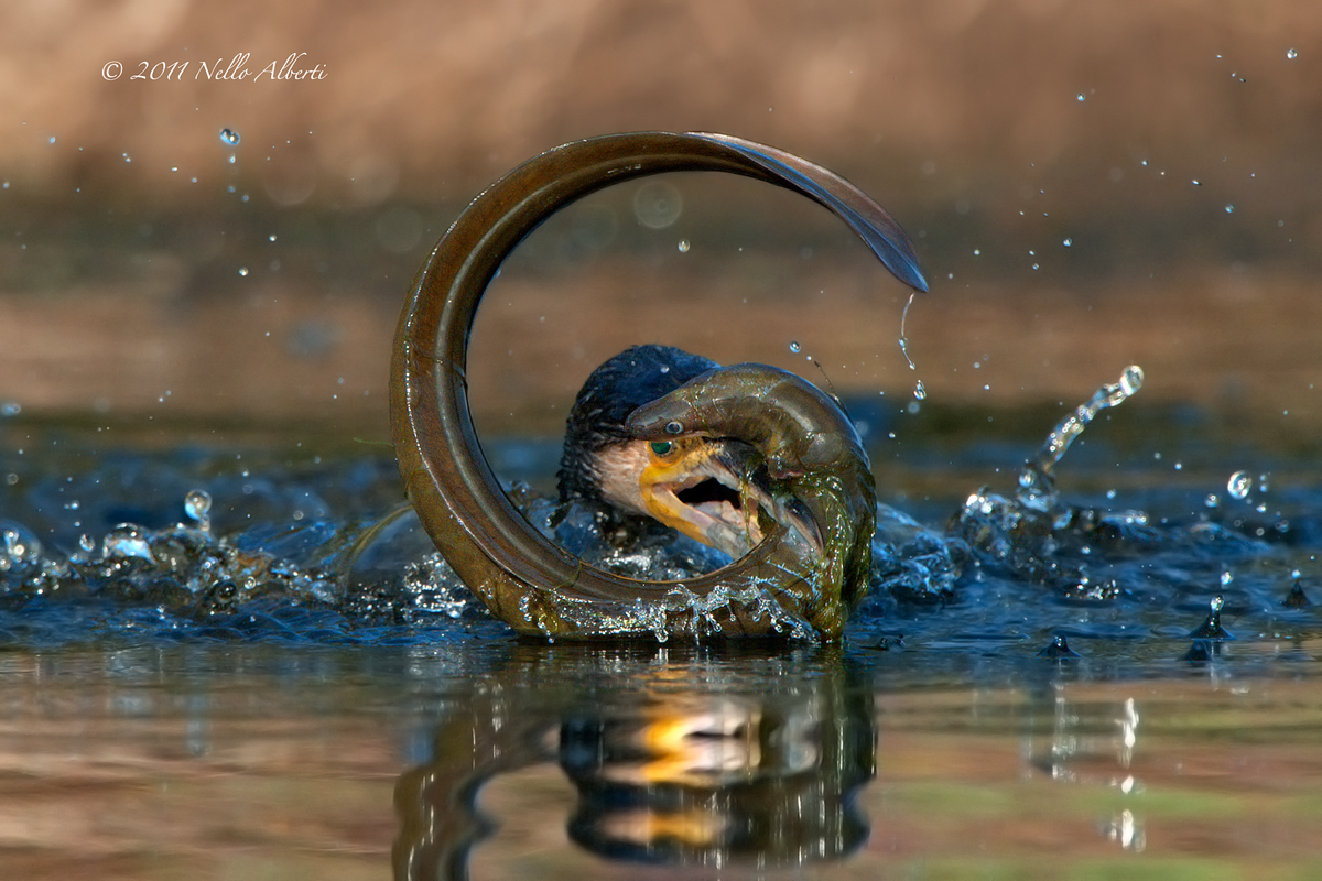 Cormorano ingordo