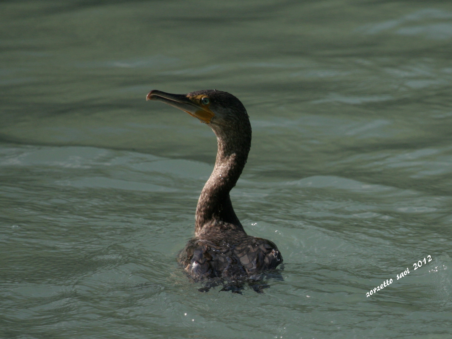 cormorano insospettito