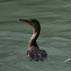 cormorano insospettito