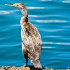 Cormorano Marrone