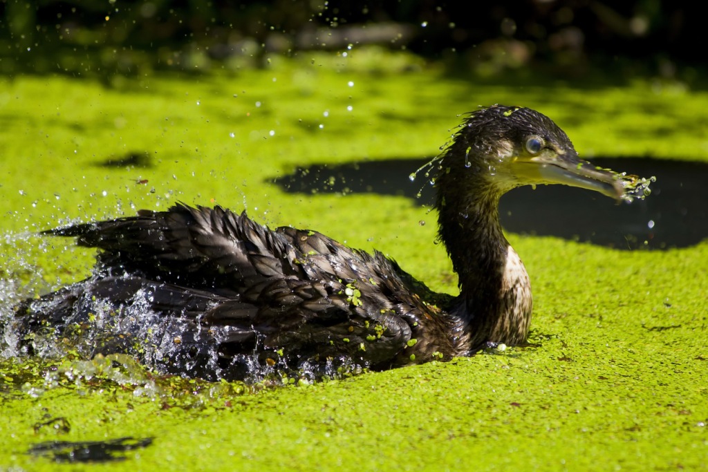 Cormorano nell'oasi