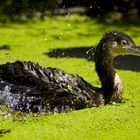 Cormorano nell'oasi