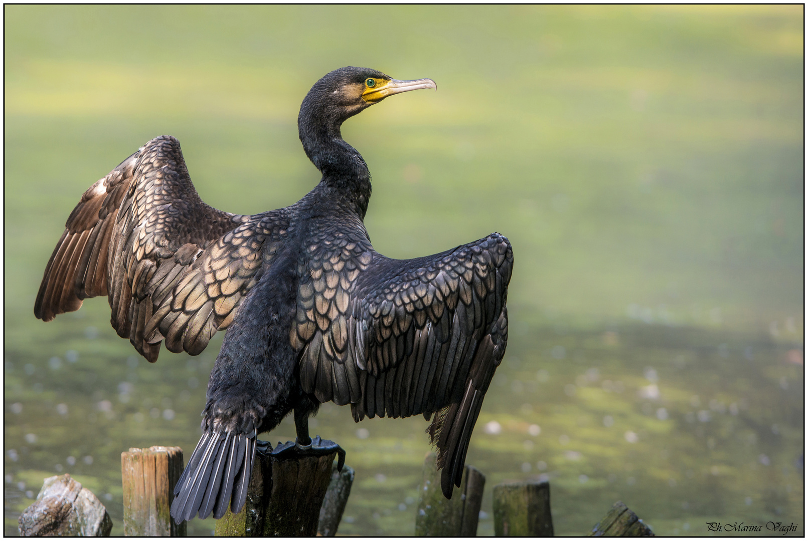 Cormorano - Oasi Sant'Alessio