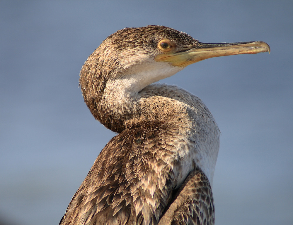 Cormorano rilassato