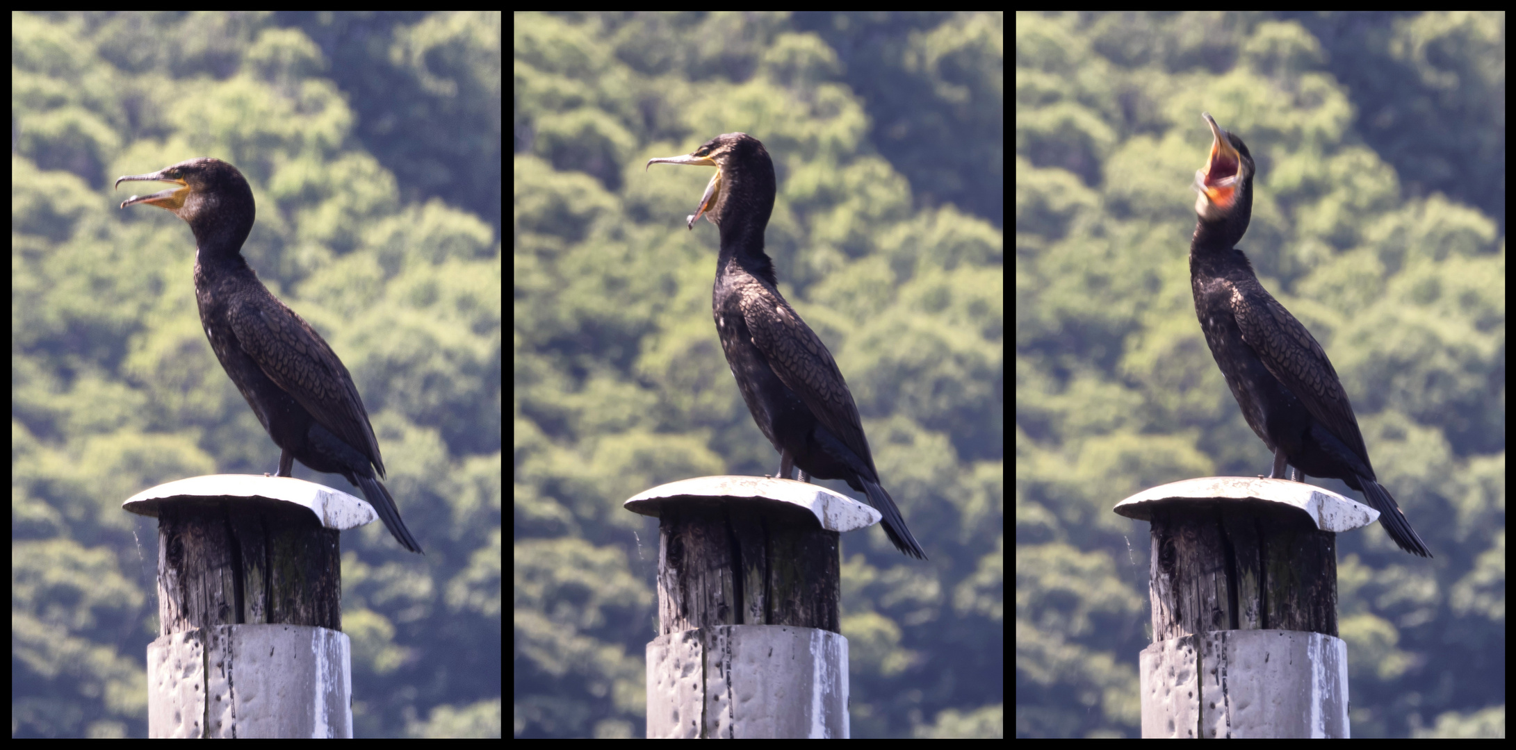 Cormorano sui pali