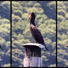 Cormorano sui pali