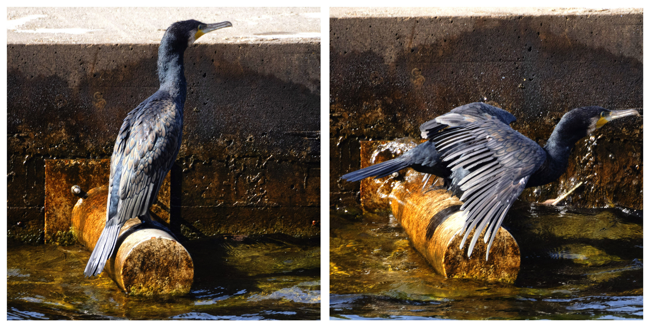 Cormorano sul molo