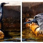 Cormorano sul molo