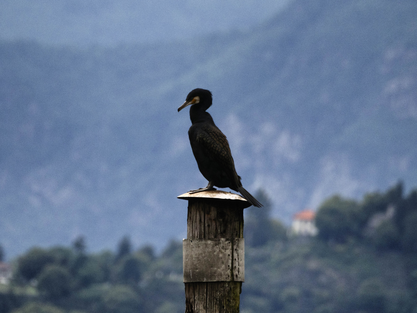 Cormorano sul palo