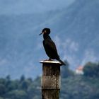 Cormorano sul palo