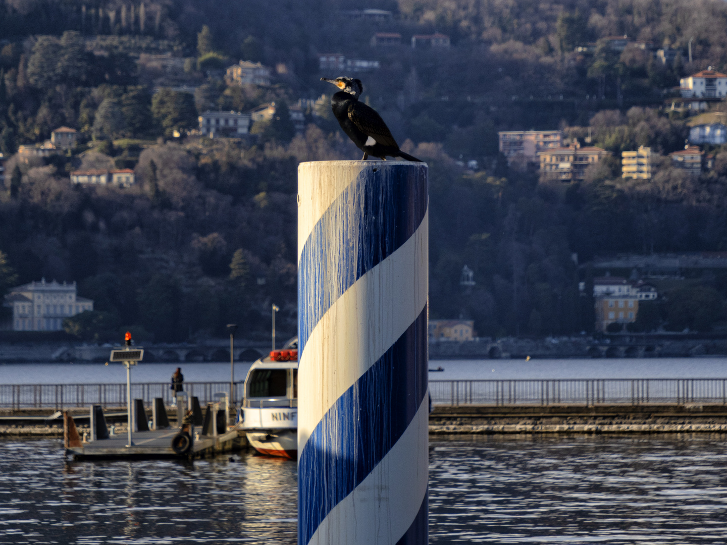 Cormorano sul palo