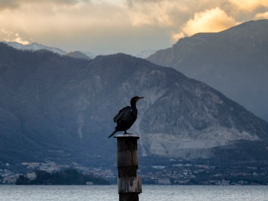 Cormorano sul palo