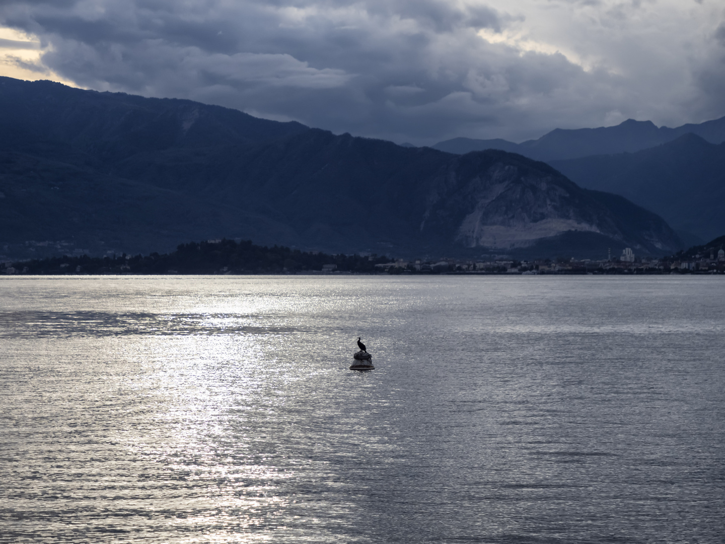 Cormorano sulla boa