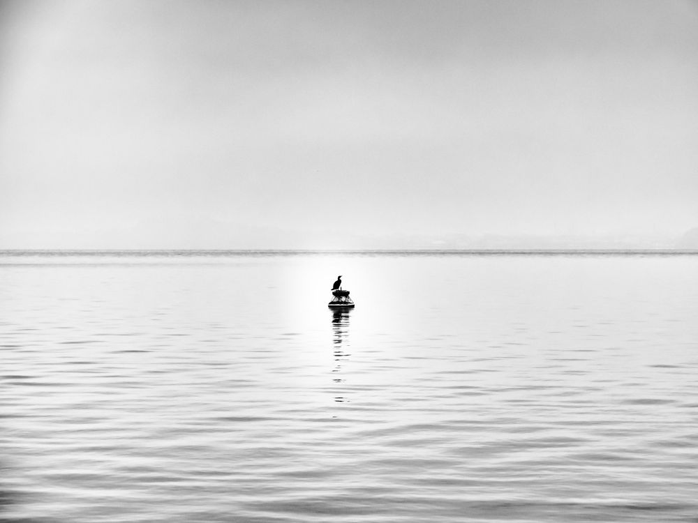 Cormorano sulla boa