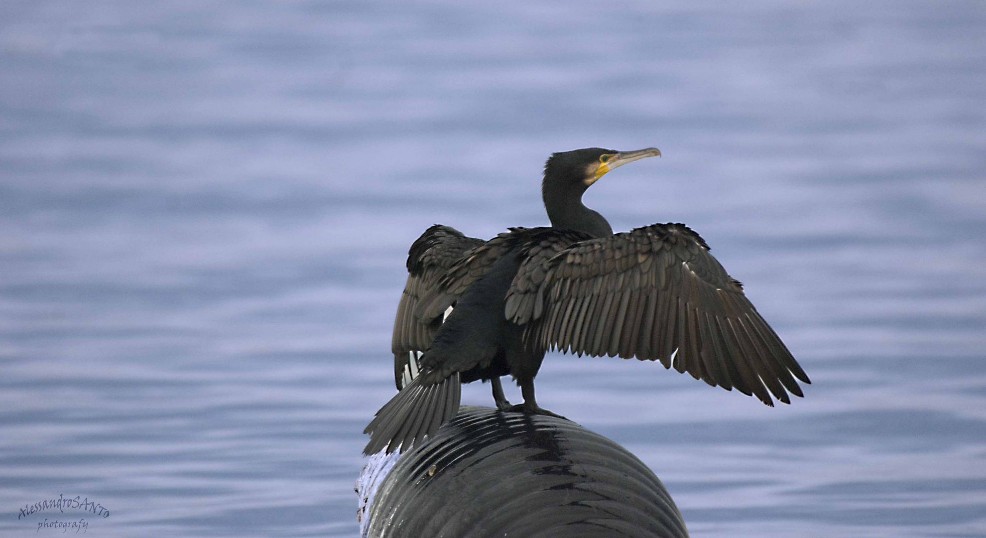 cormorano2