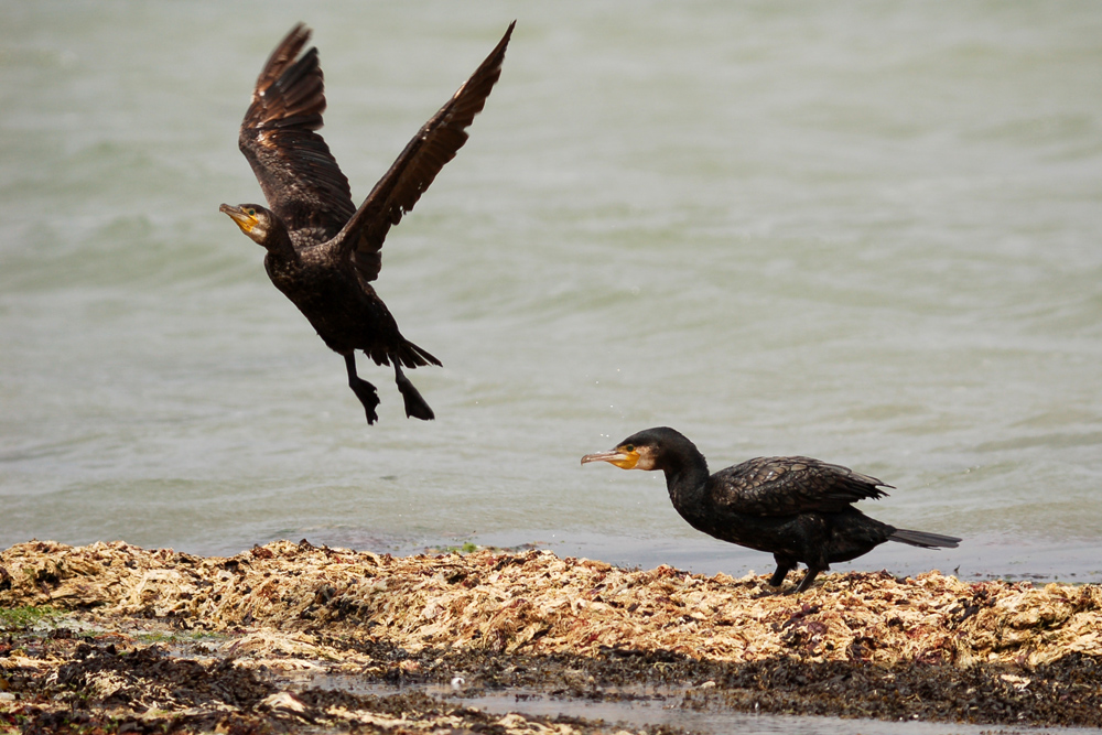 Cormorans