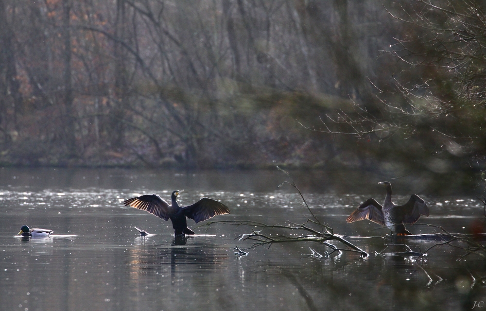 " Cormorans "