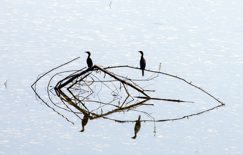 Cormorans