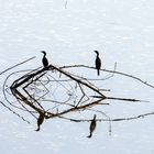 Cormorans