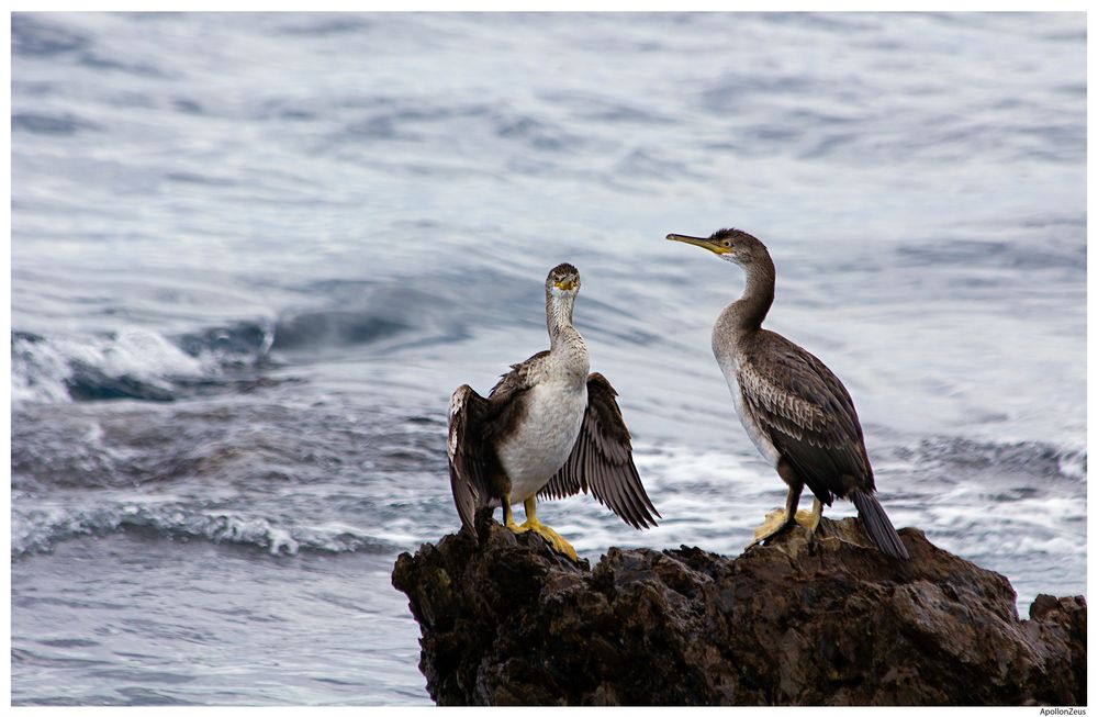 Cormorans 2