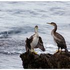 Cormorans 2