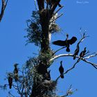 Cormorans 2