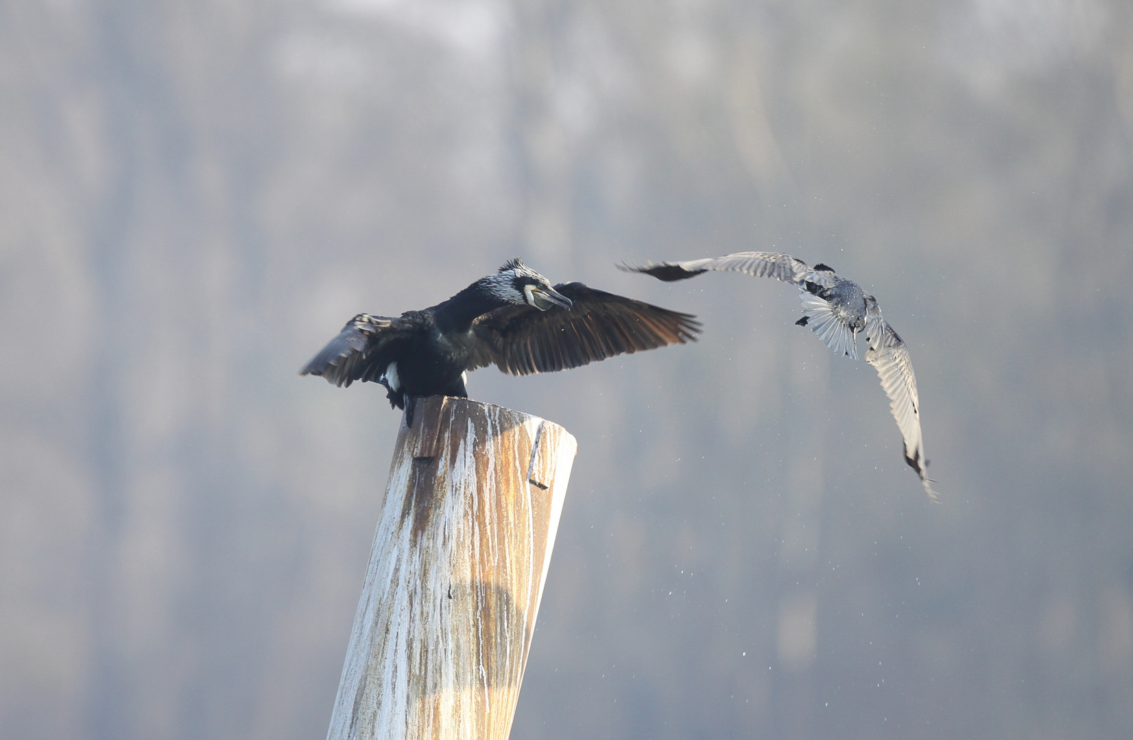 Cormorans