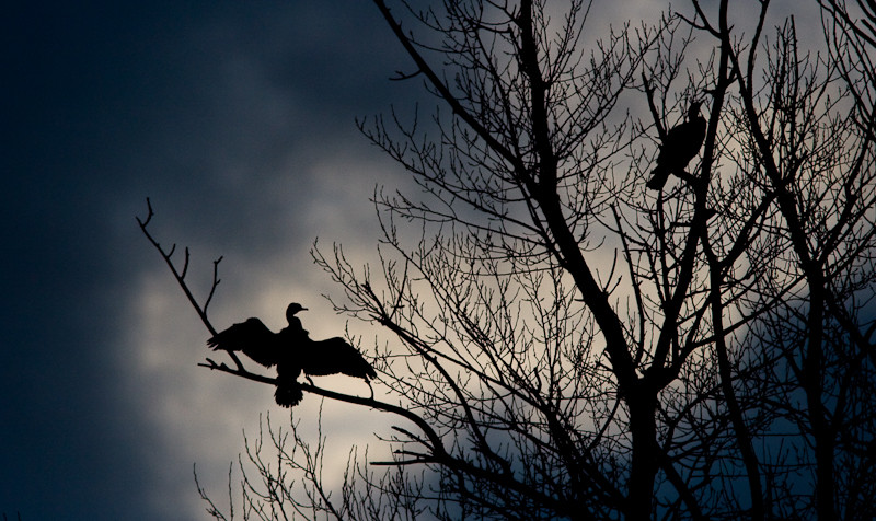 Cormorans