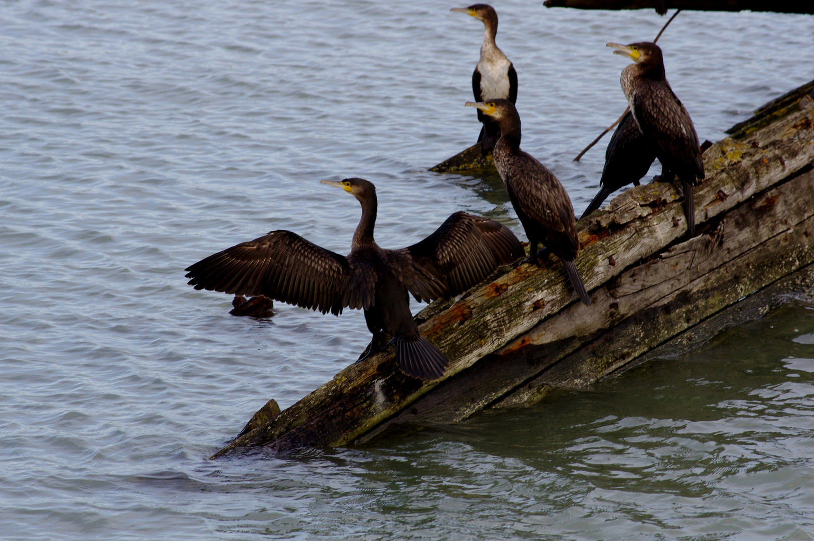 Cormorans