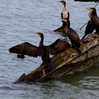 Cormorans